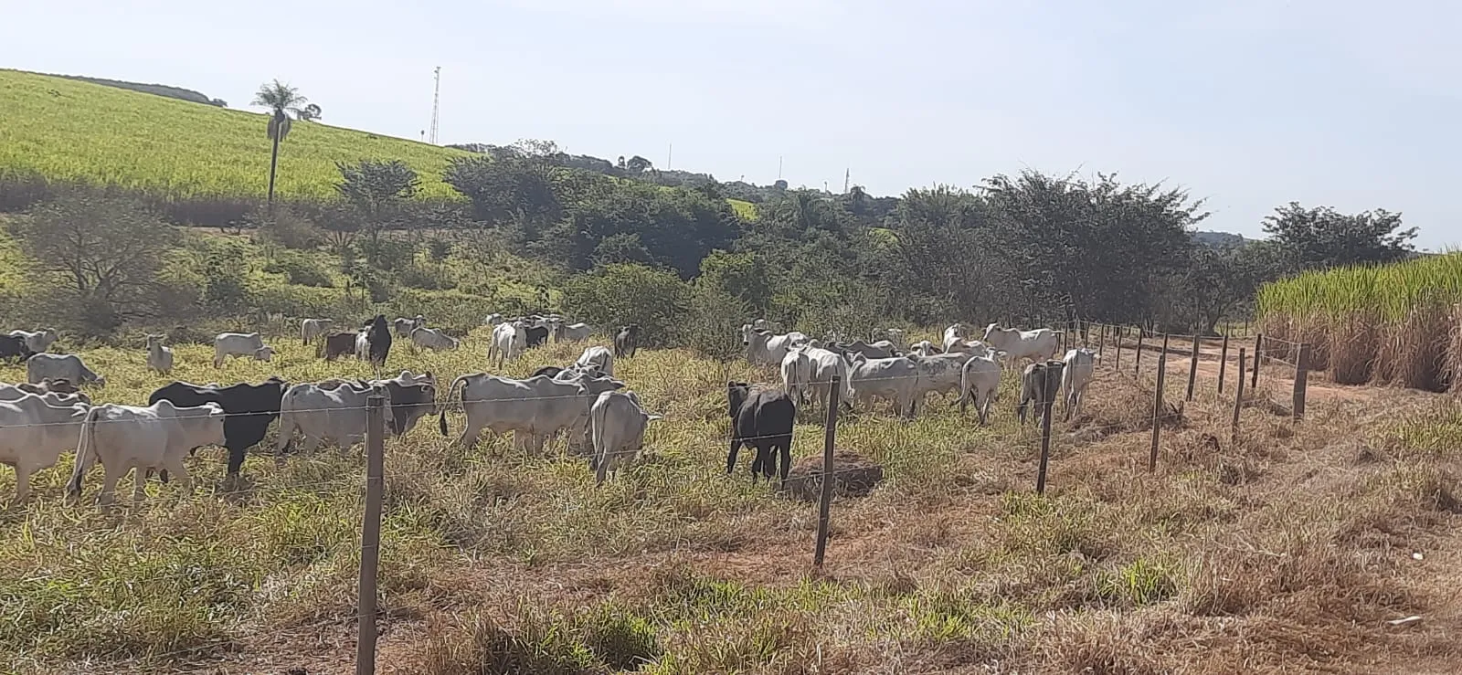 O crime foi na zona rural no município de Uru-SP