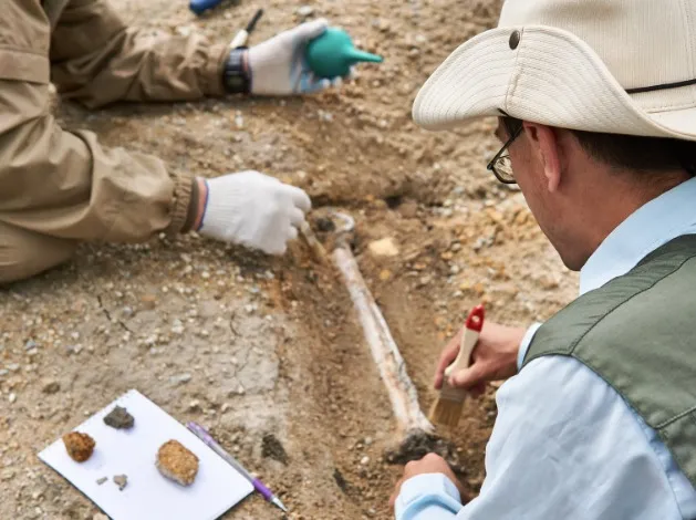 Pesquisadores fazem escavação para descobrir fósseis de aves