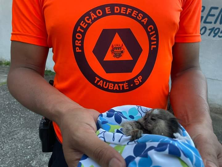 Sagui foi resgatado por uma equipe da Defesa Civil  Divulgação/Defesa Civil 