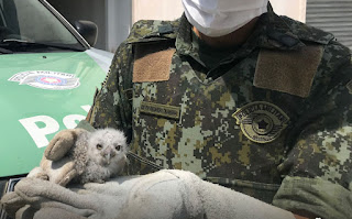 Polícia Ambiental resgata filhote de coruja em Caraguatatuba Divulgação/ PM Ambiental