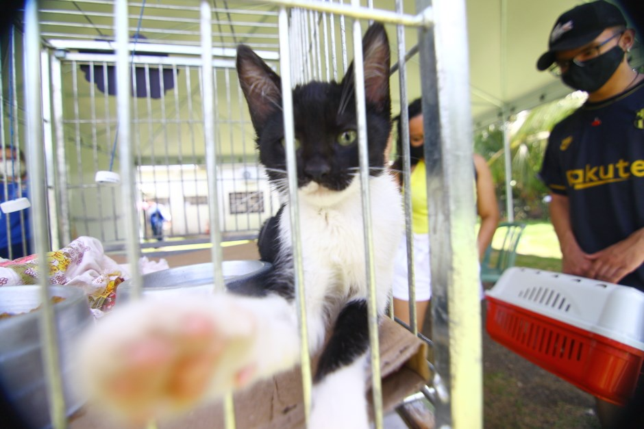 Prefeitura de São José dos Campos lança site para adoção de cães e gatos do CCZ Claudio Vieira/PMSJC