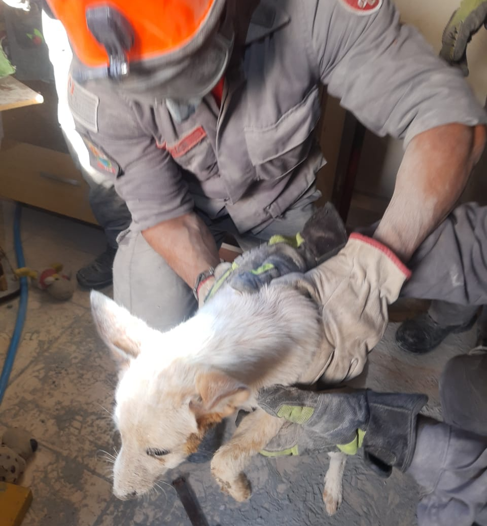 Cachorro é resgatado após 5h de trabalho do Corpo de Bombeiros Divulgação/Corpo de Bombeiros