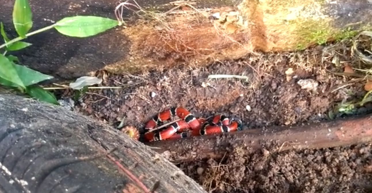 Cobra Coral é resgatada dentro de escola em Caraguatatuba Divulgação/ PM Ambiental 