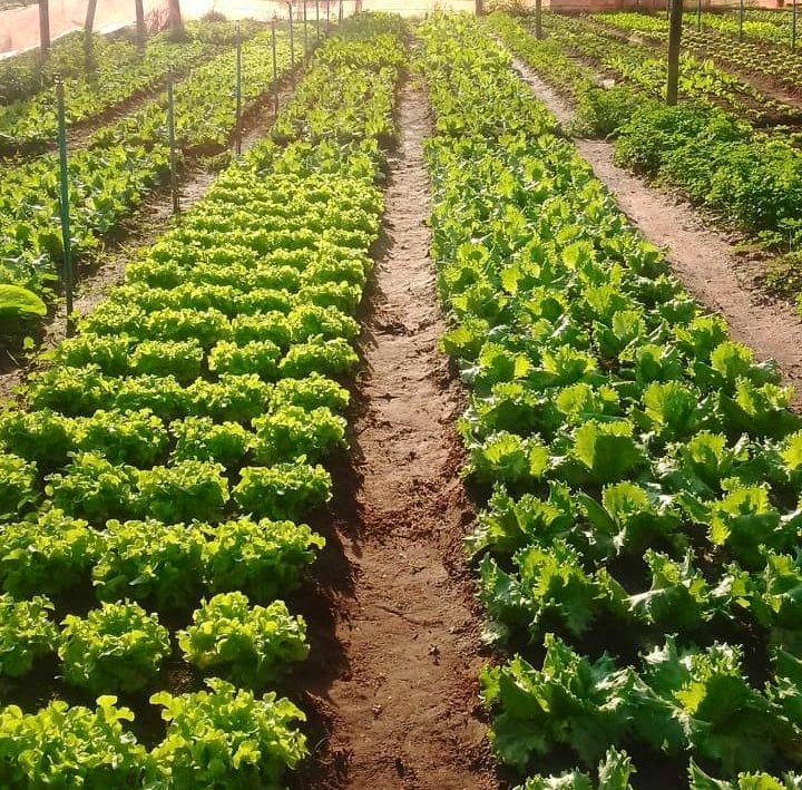 Casal muda de vida e passa a viver da produção de orgânicos em Votuporanga Foto: Reprodução / Instagram