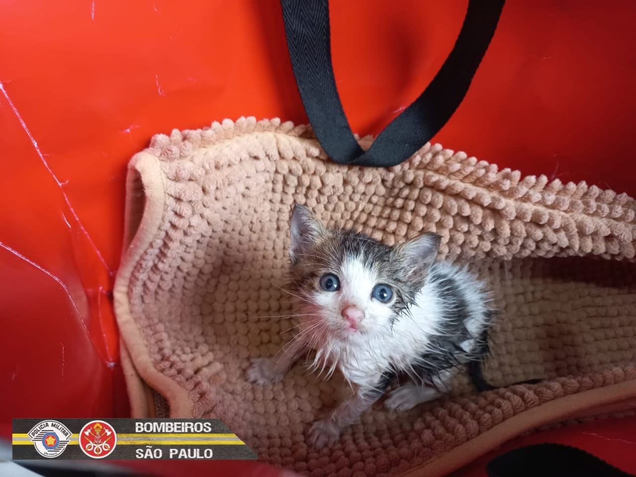  Filhote de gato resgatado  no telhado de casa em São Sebastião  Corpo de Bombeiros Sp