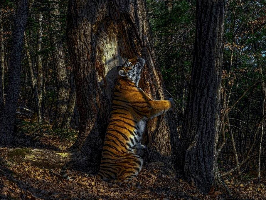 O fotógrafo usou câmeras ocultas, levou 11 meses para capturar o momento Sergey Gorshkov