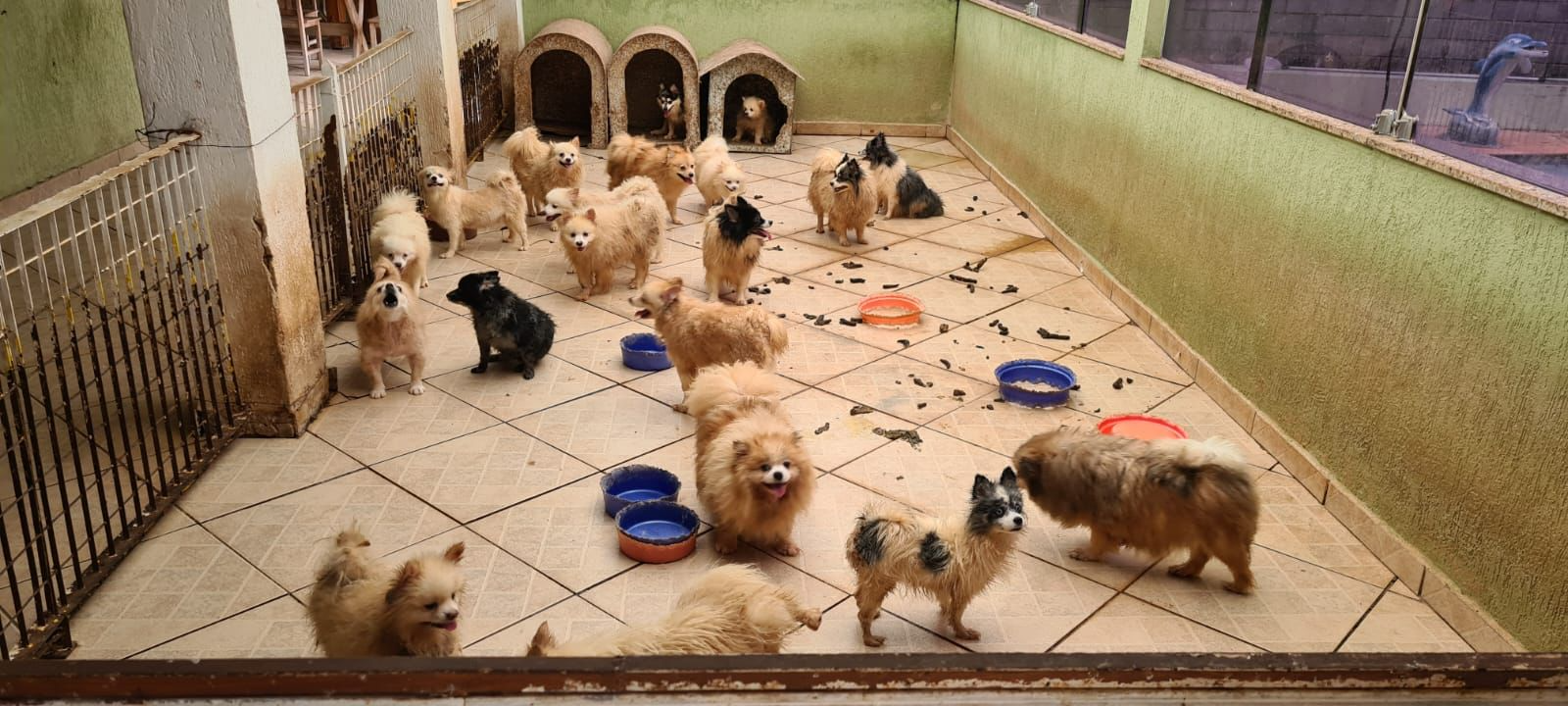 Animais estavam em situação de abandono  Divulgação/Wagner Morente