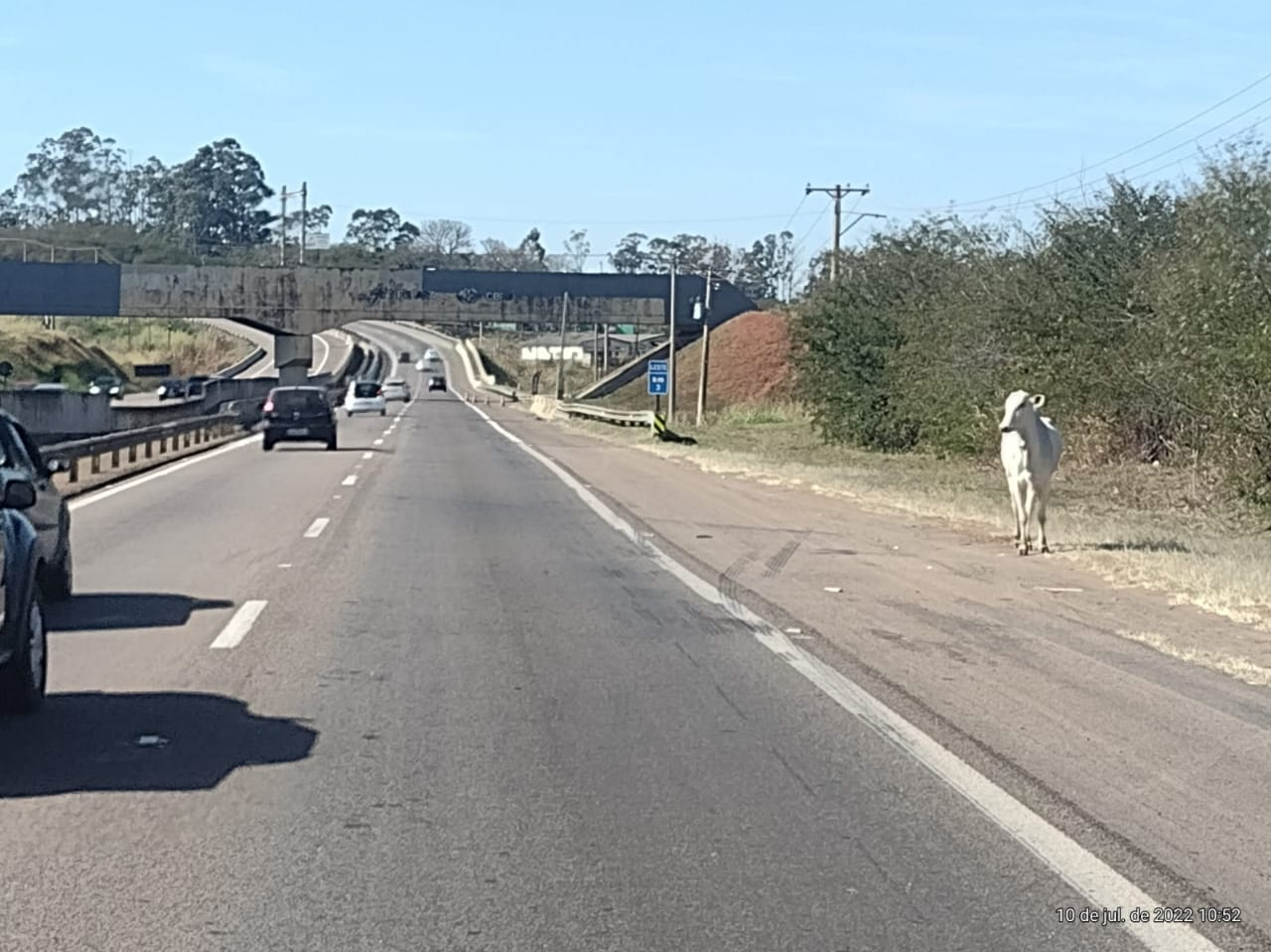 Boi transitando pela Rodovia SP-101, em Campinas, é capturado  Divulgação/PM