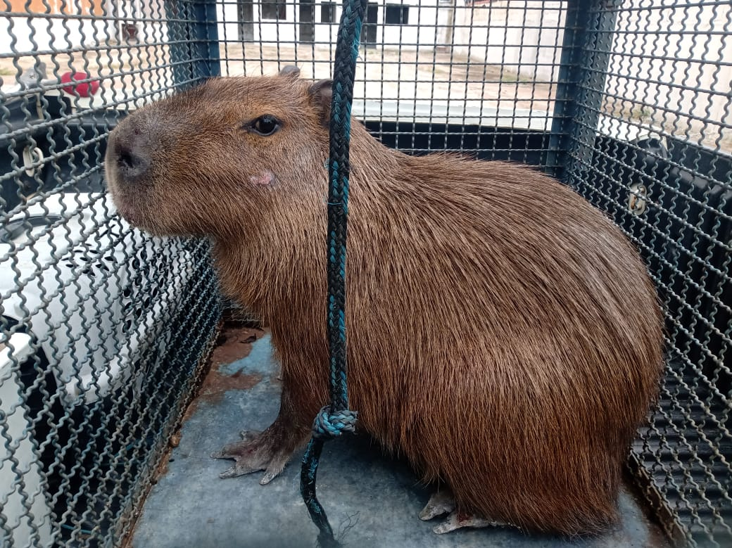 Capivara é resgatada dentro de casa no bairro da Prainha, em Caraguatatuba Divulgação/Polícia Ambiental