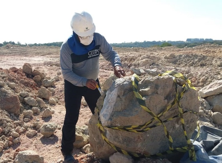 Arenito encontrado contendo o fóssil do dinossauro Foto: UFTM/ Divulgação