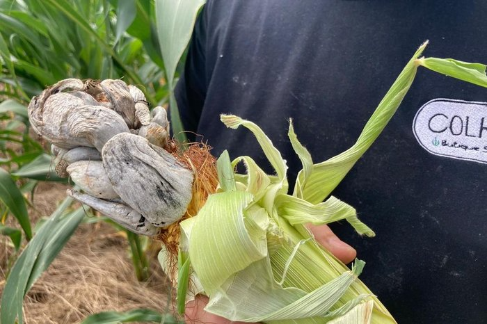 Fungo raro aparece em plantação de milho no Rio Grande do Sul