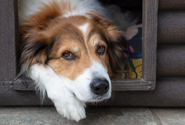 De quanto em quanto tempo é necessário dar vermífugo ao cachorro? Manu Karsten responde Envato Elements