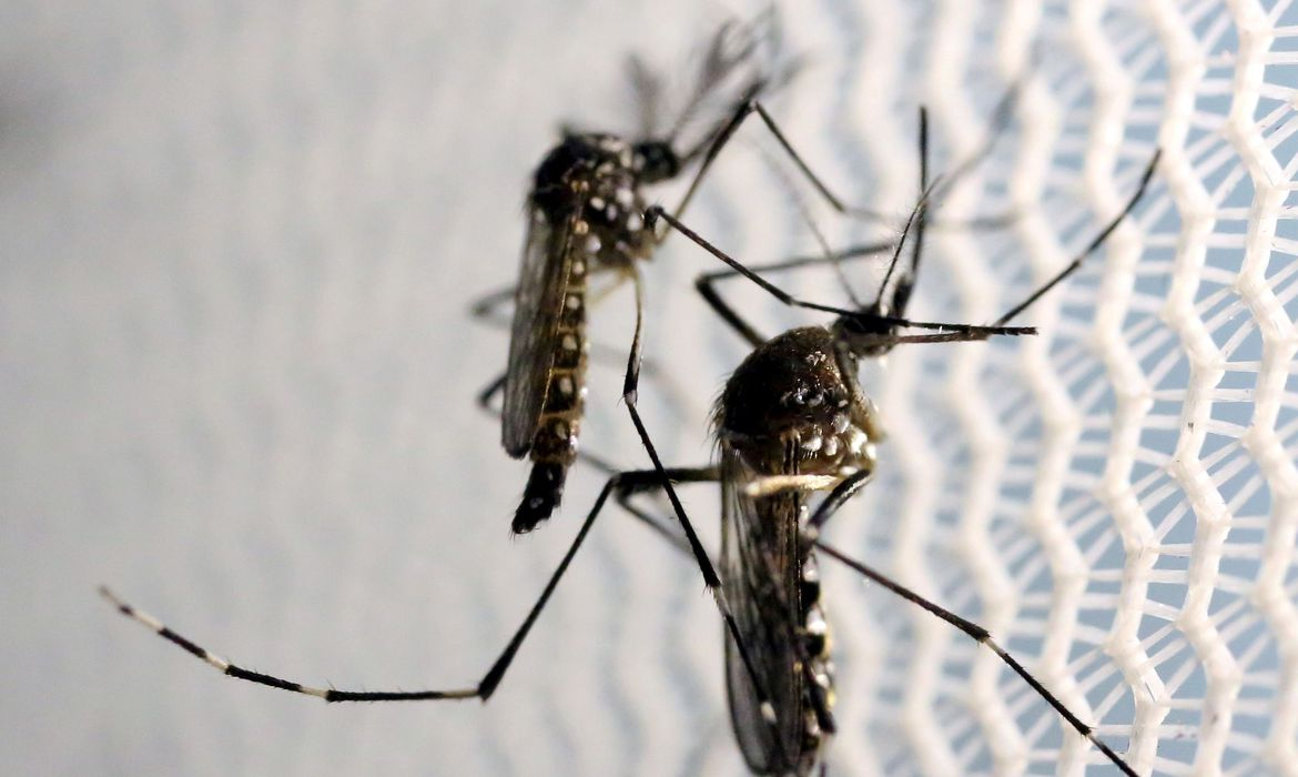 Registros de dengue tiveram queda de 46% neste ano