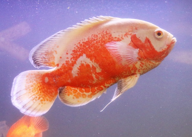 Peixe Oscar albino em aquário; espécie pode ser agressiva com outros menores