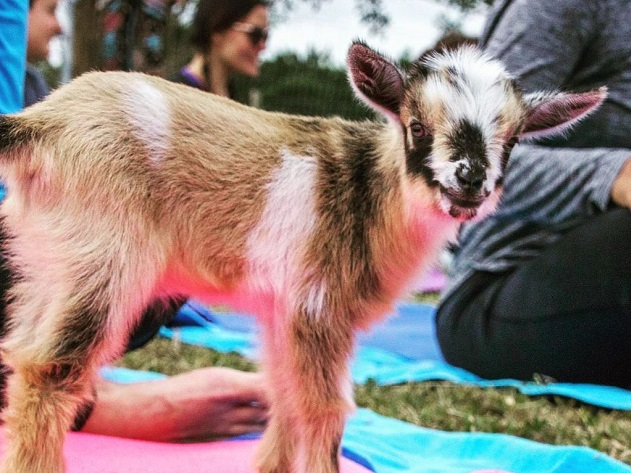 Ioga com cabras, já ouviu falar? Prática inusitada é febre nos EUA Reprodução/Instagram