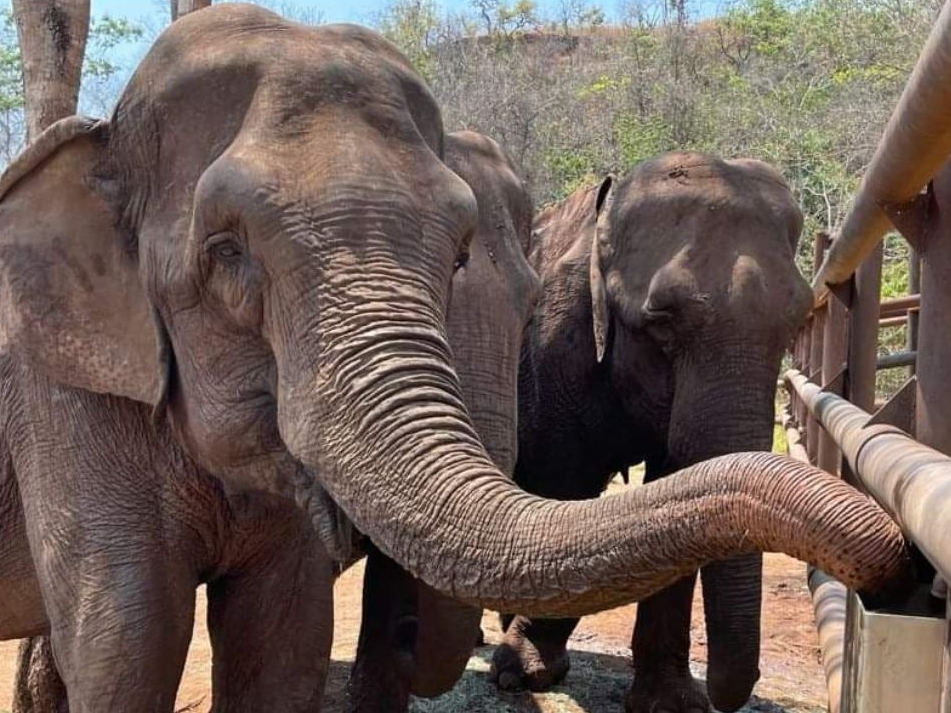 Santuário dos Elefantes receberá mais quatro animais e pede doações