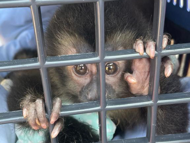 Suspeito de traficar animais silvestres é preso e depois liberado em São Bernardo do Campo Reprodução