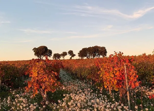 Vale do Rhône: conheça a região francesa famosa por vinhos intensos