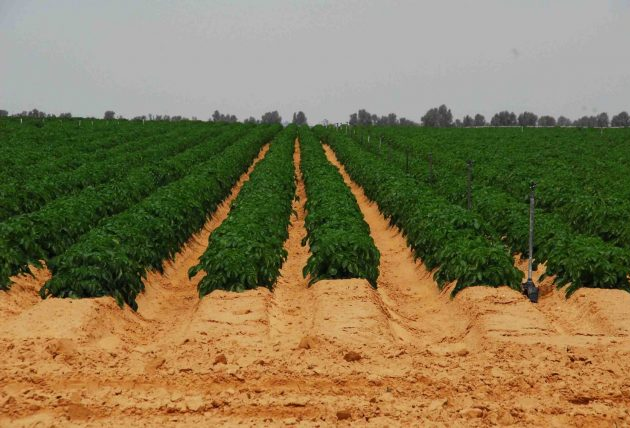 Câmara Brasil-Israel e FBN Brasil realizam três dias de imersão no inovador modelo agrícola de Israel Reprodução 