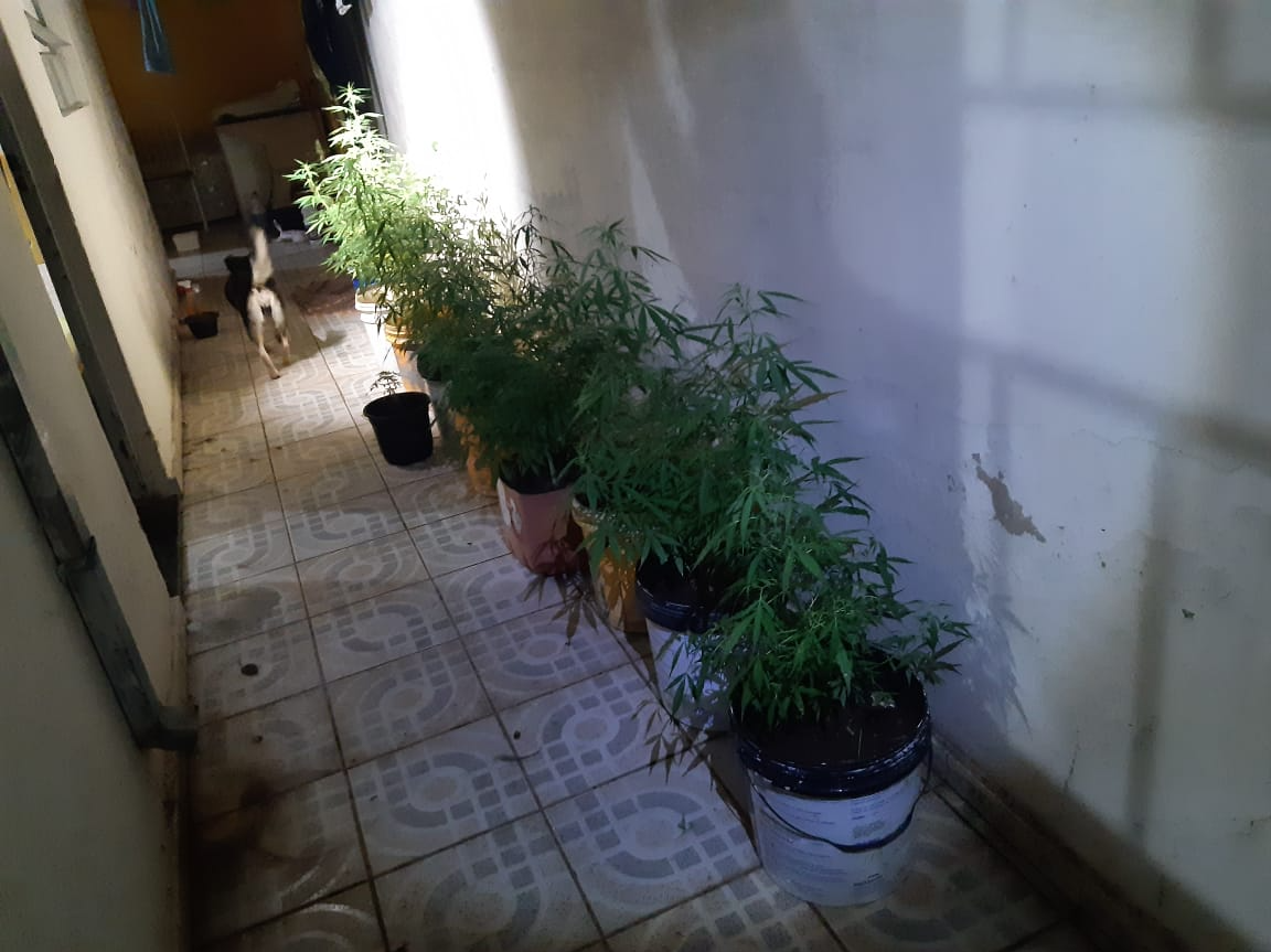 Plantação de maconha no quintal dos fundos da casa Divulgação/PM