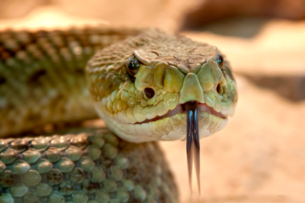 Cobras tem a língua divida em dois para sentirem melhor os cheiros