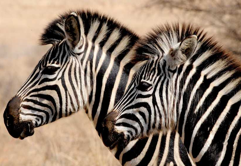 Existem três espécies de zebra atualmente Pixabay