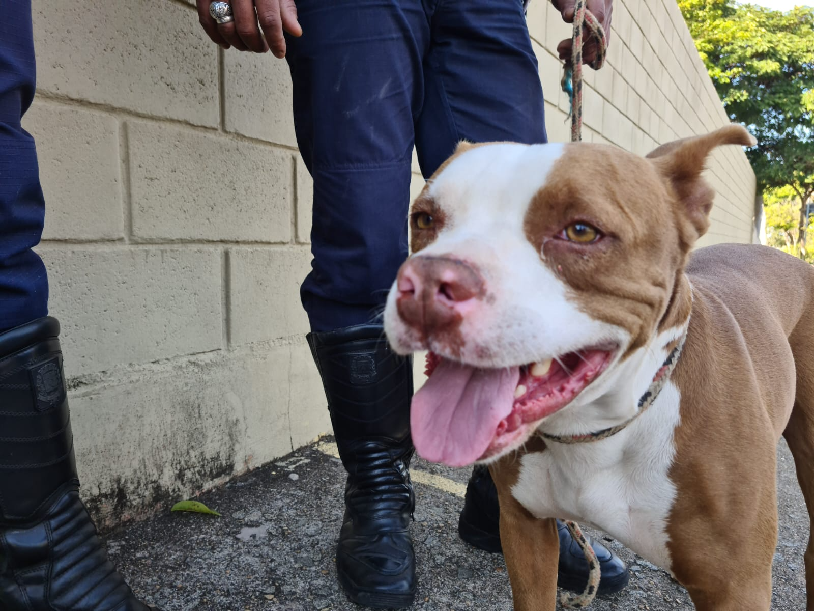 O cão da raça Pit Bull estava próximo a uma escola infantil Divulgação