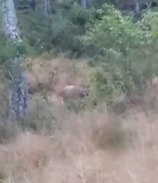 Pela primeira vez, um lobo-guará é registrado em vídeo na Região Metropolitana Redes Sociais