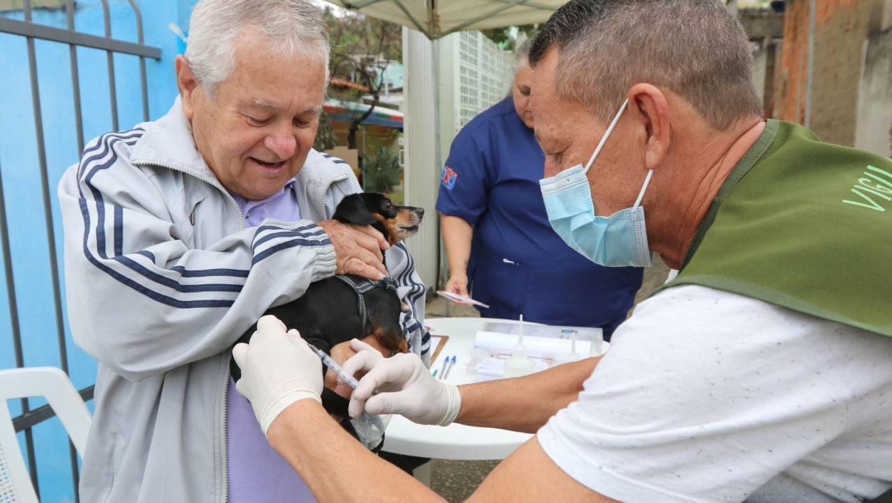 Imunização antirrábica deve ser feita anualmente em animais, a partir de quatro meses Divulgação/ PMJ