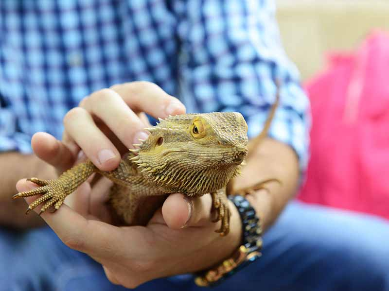 Os visitantes tem a oportunidade de interagir com alguns animais silvestres. Divulgação