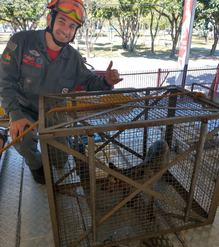 Raposa foi resgatada em uma marcenaria joseense  Divulgação/Corpo de Bombeiros