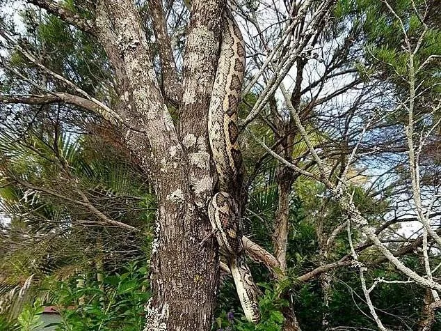 Píton de quase 3 metros é encontrada no quintal; cobra pode caçar animais de estimação