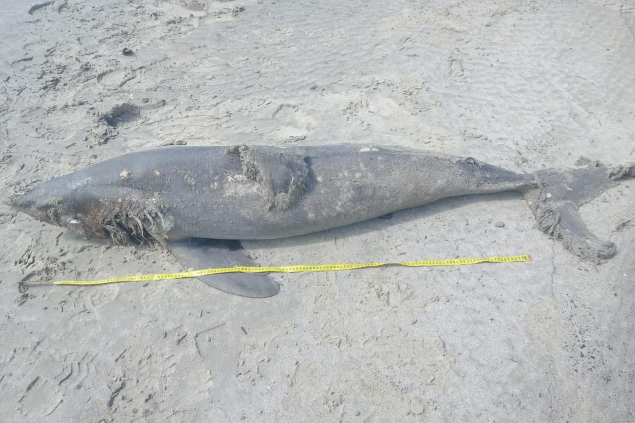 Tubarão-golfinho é encontrado morto na Praia do Ubatumirim em Ubatuba