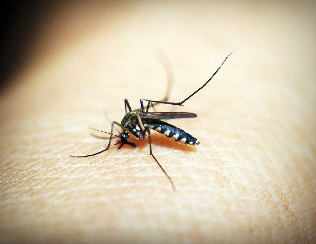 Ações simples podem ajudar no combate ao mosquito Aedes aegypti  Pixabay