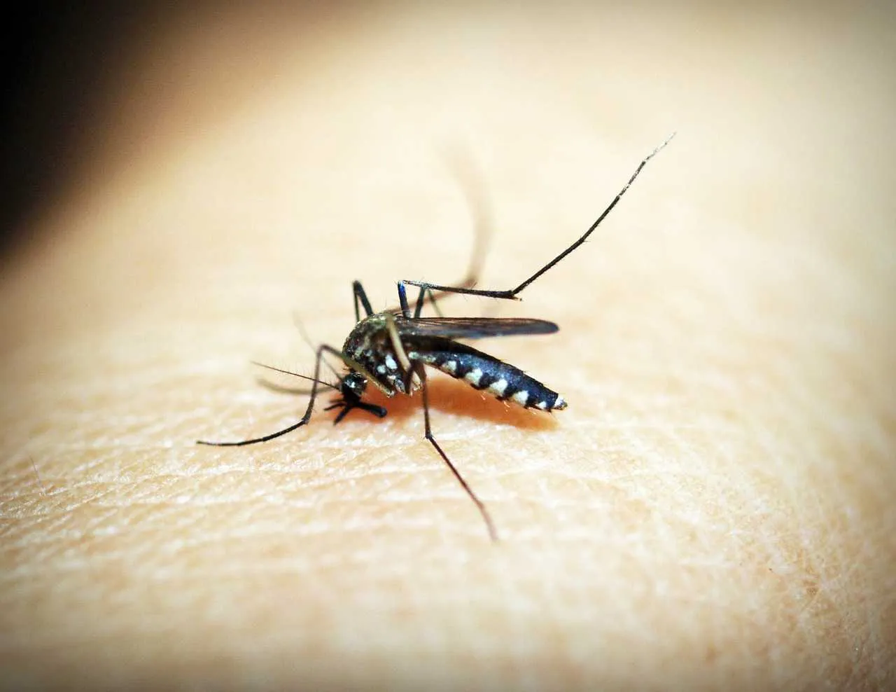 Ações simples podem ajudar no combate ao mosquito Aedes aegypti 