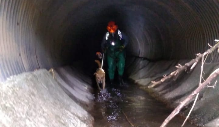 Cachorro é resgatado em galeria de esgoto no centro de Taubaté Divulgação/Corpo de Bombeiros