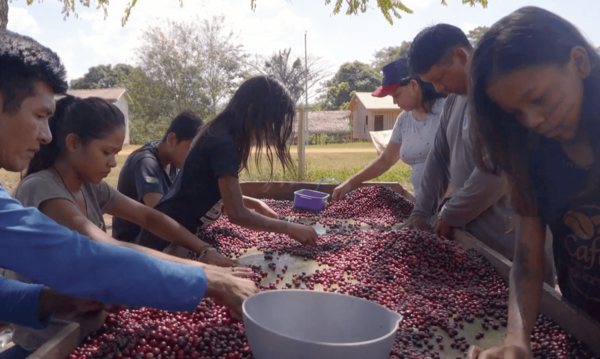 IBGE: açaí é o fruto mais produzido por quatro categorias de produtores do país Agência Brasil