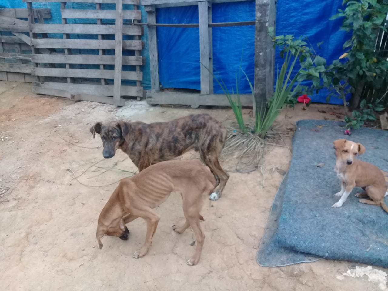 Polícia apreende 152 animais em situação de maus-tratos em Cachoeira Paulista Divulgação/PM Ambiental