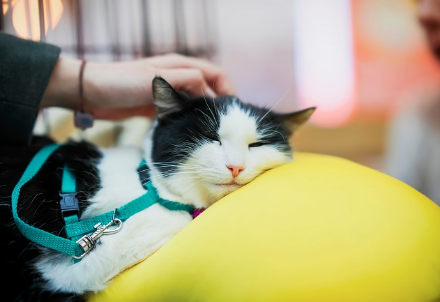 Gato também sente o luto? Veterinária dá dicas para ajudar o pet a superá-lo