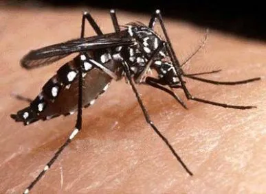 Os casos de dengue aumentaram em 2022