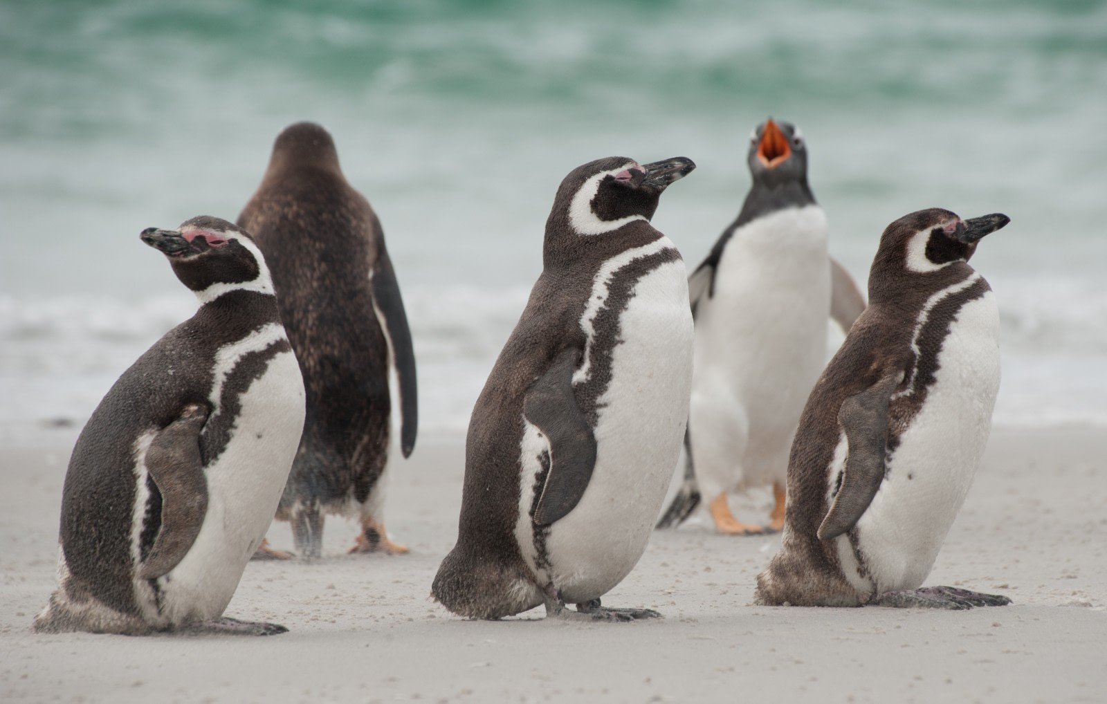 Dez pinguins são resgatados e devolvidos ao mar em Angra dos Reis  Reprodução/Oceanwide Expeditions