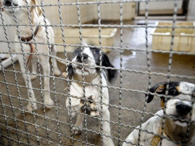 Bolsonaro sanciona lei que proíbe eutanásia de cães e gatos saudáveis