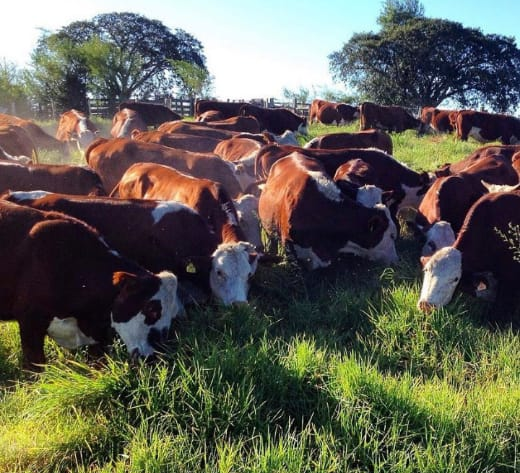 Após dois casos da doença da Vaca Louca, segue sem prazo o retorno das exportações de carne bovina brasileira para a China Foto: Reprodução/ Redes sociais