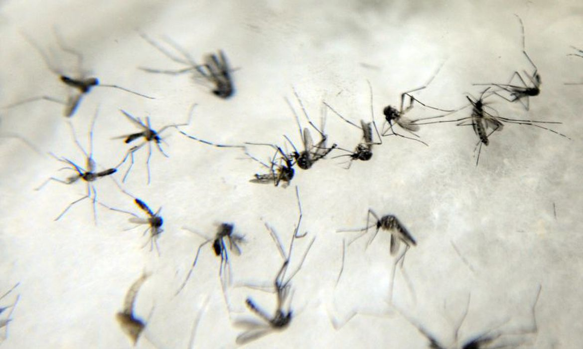 Ilhabela investiga duas mortes suspeitas de dengue Divulgação/ Agência Brasil