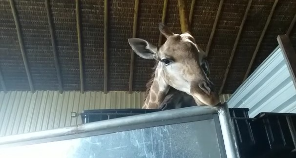 Girafas são apreendidas no RJ após denúncia de maus-tratos