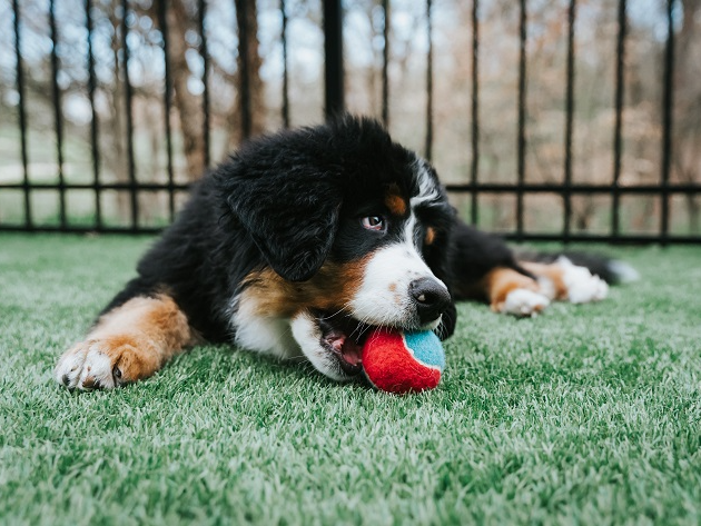 Cachorro chora ao perder a bolinha Unsplash/Reprodução