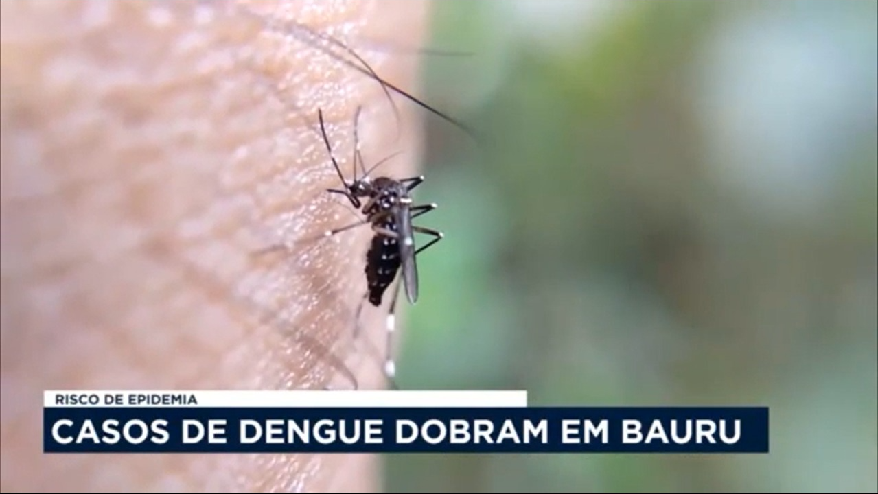 Casos de dengue dobram em Bauru Prefeitura de Bauru