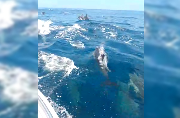 Também era possível ver os golfinhos nadando por cima da água e no fundo do mar Ouvinte BandNews FM