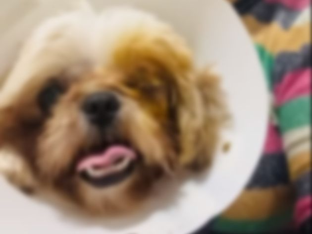 O cachorrinho teve de passar por duas cirurgias e corre o risco de ser operado novamente Arquivo Pessoal