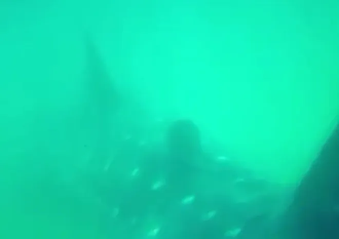 Maior peixe do mundo, tubarão-baleia é flagrado por pesquisadores em Ilhabela